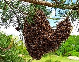 Bienenschwarm in Herzform