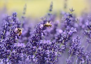 Bienen in Lavendelblüte